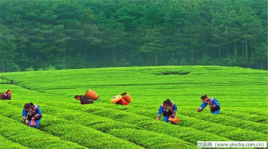 飲茶網(wǎng)