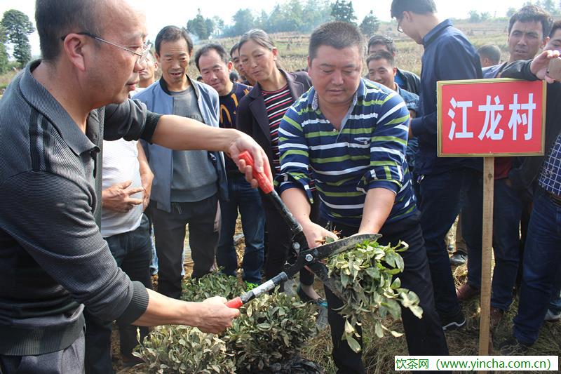 飲茶網(wǎng)