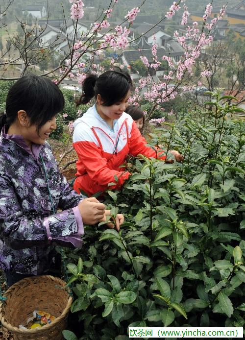 飲茶網(wǎng)