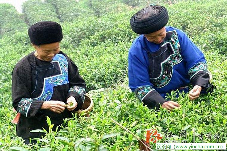 飲茶網