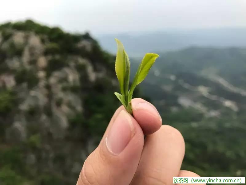 飲茶網(wǎng)