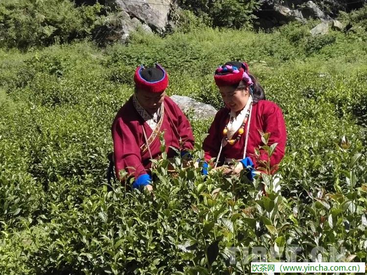 飲茶網(wǎng)