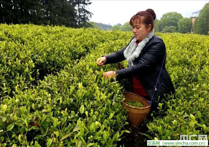 飲茶網(wǎng)