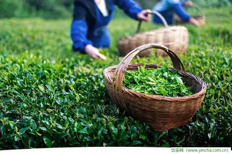 飲茶網(wǎng)