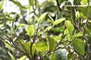 普洱竹子老樹茶——特點、山頭、熟普解析