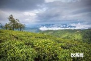 那一家的綠茶好