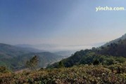 景邁山古樹普洱茶特點(diǎn)及價(jià)格圖片：熟悉普洱茶的歷、文化背景、制作工藝、品質(zhì)特點(diǎn)、保健功效和適宜人群，掌握怎樣選購和鑒別正宗的景邁山古樹普洱茶，熟悉市場上常見的普洱茶價(jià)格區(qū)間和品牌推薦，附帶高清圖片欣。