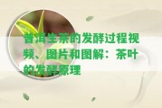 普洱生茶的發(fā)酵過程視頻、圖片和圖解：茶葉的發(fā)酵原理