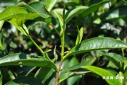 鐵餅普洱茶多少錢一餅？普洱茶鐵餅由來(lái)和市場(chǎng)評(píng)價(jià)