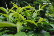 在基諾山寨買普洱茶安全可靠嗎？