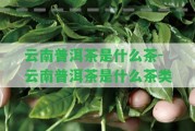 云南普洱茶是什么茶-云南普洱茶是什么茶類