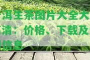 普洱生茶圖片大全大圖高清：價(jià)格、下載及詳細信息