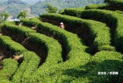 生普洱茶怎么發(fā)酵最好，讓茶好喝且適宜口感的發(fā)酵程度