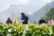 普洱茶為什么不能喝熟茶、涼茶或過期茶？