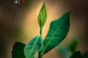 泡好茶 從醒茶開(kāi)始，綠茶有哪些種類(lèi)