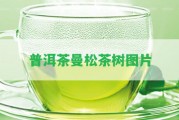 普洱茶曼松茶樹(shù)圖片