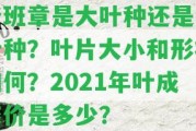 老班章是大葉種還是小葉種？葉片大小和形狀怎樣？2021年葉成交價是多少？