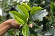 初見名茶的茶葉多少錢？初見茗茶價(jià)格、品牌及一盒價(jià)格，一網(wǎng)打盡！初見茶是什么茶？