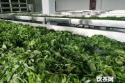 普洱茶珍和普洱茶有什么區別「帝泊洱即溶普洱茶珍功效」