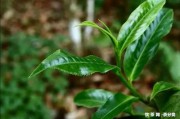 蘋(píng)果橙子茶葉功效與作用：禁忌、煮水喝的效果、水果茶的功效與作用