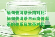 緬甸普洱茶云南對(duì)比：緬甸普洱茶與云南普洱茶的關(guān)系及生茶對(duì)比