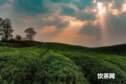 普洱茶泡到什么顏色？普洱茶茶水是什么顏色