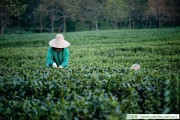 他們是愛(ài)茶人士不可或缺的朋友