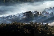 普洱冰島茶生茶價格2019年及近年茶磚趨勢