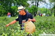 8款多功能減肥茶輕松減肥