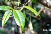 馬幫來(lái)普洱茶2012及其他年份價(jià)格生茶和典藏200支