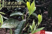 福鼎白茶特級白牡丹價(jià)格  福鼎白茶白牡丹350克盒裝價(jià)格