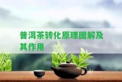 普洱茶轉(zhuǎn)化原理圖解及其作用