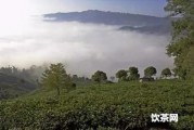 老撾古樹茶是什么茶