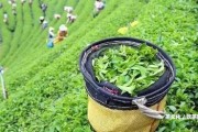 云上攸樂普洱茶產(chǎn)品價(jià)格及茶田圖片