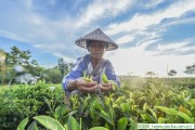 喝茶前先洗茶，中國茶藝