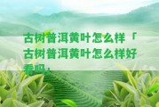 古樹(shù)普洱黃葉怎么樣「古樹(shù)普洱黃葉怎么樣好看嗎」