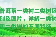 普洱茶一類樹二類樹區(qū)別及圖片，詳解一類樹和二類樹的不同特征