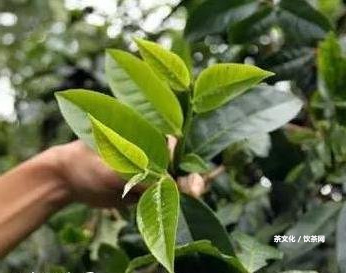 初見名茶的茶葉多少錢？初見茗茶價(jià)格、品牌及一盒價(jià)格，一網(wǎng)打盡！初見茶是什么茶？