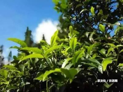 普洱茶為什么會(huì)發(fā)紫色：泡沫變色、變黑等起因分析