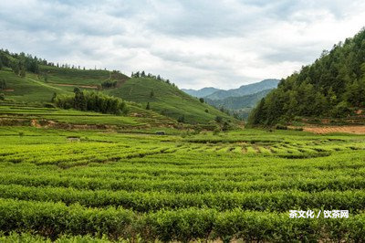 普洱茶為什么有紅帶綠色的起因及顏色解釋