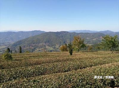 小普洱茶、小青柑普洱茶、老普洱茶、生普洱茶的功效與作用總結(jié)