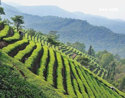 初心紅茶葉多少價格及茶葉禮盒、茶具價格-初心茶業(yè)