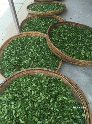 帝泊洱普洱茶珍：一款全面解析其獨特魅力與健益處的深度探討