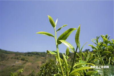 普洱渡：一個美麗而神秘的古鎮(zhèn)，探索它的歷、文化和風景