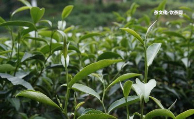 早春普洱茶的特點介紹