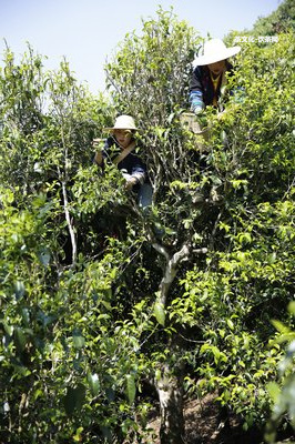 普洱茶各山頭特色口感大全：特點、特性、書推薦、圖片！