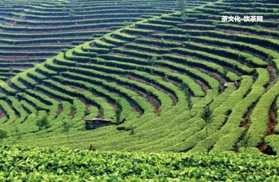 小青柑十大排行榜：探索新會地區(qū)的優(yōu)質(zhì)普洱茶品種