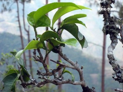 普洱茶怎么喝水推薦好喝？泡法和口感分享