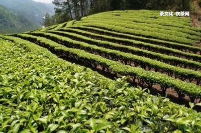 普洱茶降肝火的功效和作用及禁忌：全面熟悉普洱茶的肝火降解效果及留意事