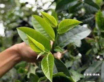 茶樹王茶業(yè)普洱茶品評